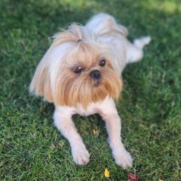 "Bell Bell" - Shih Tzu