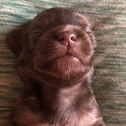 Bridgette Reese - Chocolate female Chihuahua puppy in Amelia, Virginia from Pannell’s Precious Pups