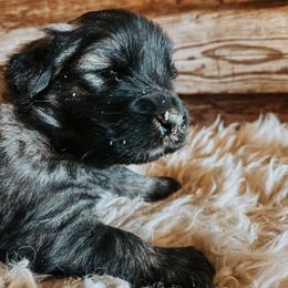 Purple Collar - Gray female Sarplaninac puppy in Pleasant View, Colorado from Pails & Provisions Farm