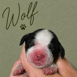Wolf - Tri-Roan male English Springer Spaniel puppy in Fort White, Florida from Thunderbird Springers