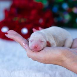 Bubbles - Cream female Dachshund puppy in Fort Myers, Florida from Blossom Paws