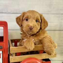 New York - Red  male Goldendoodle puppy in Haltom City, Texas from Ohana Doodles