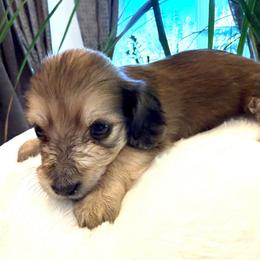 Girl3 - Cream female Dachshund puppy in Spokane, Washington from Dearhaven Doxie