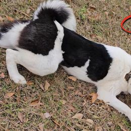 Oreo - Siberian Husky