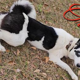 Oreo - Siberian Husky