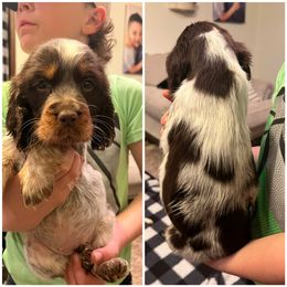 Loretta Lynn - English Springer Spaniel puppy in Clinton, Missouri from Twin Ridge Springers