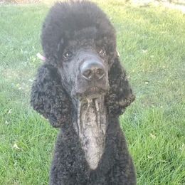 Poodles from Poodle Origins