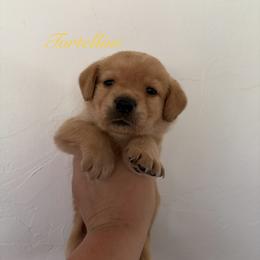 Tortellini - Yellow male Labrador Retriever puppy in Tomahawk, Wisconsin from Mahner Labs