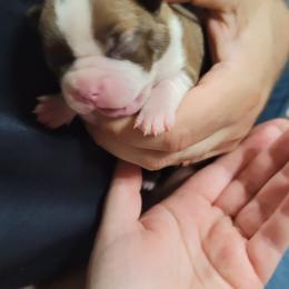 Boston Terrier Puppies from Amanda's Terriers