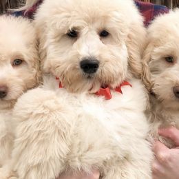Goldendoodle Puppies from Doodle Doodle Dogs