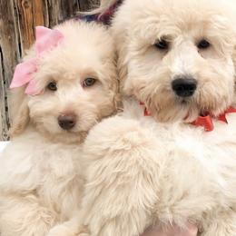 Goldendoodle Puppies from Doodle Doodle Dogs