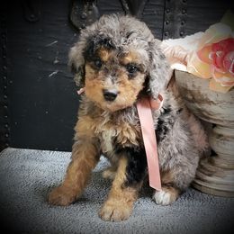 Female 1 - Merle female Springerdoodle puppy in Fargo, North Dakota from Dakota SpringerDoodles