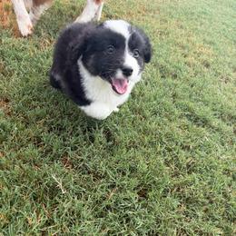 Delta - Black tri male Miniature Australian Shepherd puppy in Weatherford, Texas from F & T Aussies