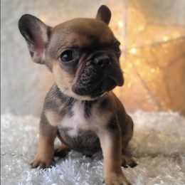 French Bulldogs from Wow-za French Bulldogs