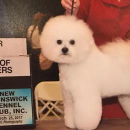 Gusteau - Bichon Frise