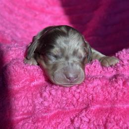 Derek - Dapple male Dachshund puppy in Hornbeck, Louisiana from A&Z Mini Dachshunds