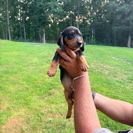 Pickles - Black and tan male Dachshund puppy in Crossville, Tennessee from Golden Mini Farm