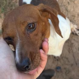 Scarlet - Dachshund