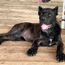 Naudi - Black female Cane Corso puppy in Sandia, Texas from OneTime Cane Corso