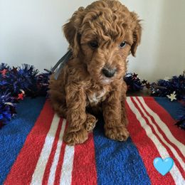 Franklin - male Whoodle puppy in Layton, Utah from Penny's Puppies