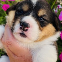 American Corgi and Pembroke Welsh Corgi Puppies from Folly Acres Corgis