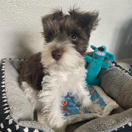 Woody - Parti male Miniature Schnauzer puppy in Anthony, Florida from Amanda Tragash
