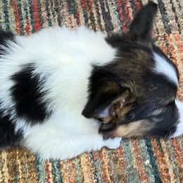 Conley's Baby Blu Miss America - Black and tan Pembroke Welsh Corgi puppy in Clarksdale, Missouri from Conley Pembroke Welsh Corgis