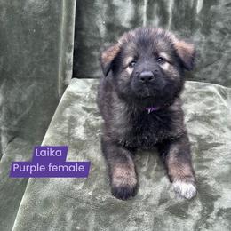 Laika - Sable female German Shepherd puppy in New Cambria, Missouri from Des Hausraben Shepherds