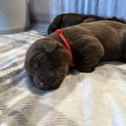 Labrador Retriever Puppies from Bagby Family Labradors