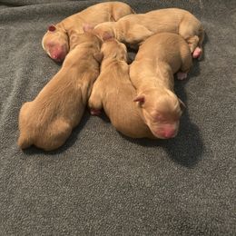 Nova Scotia Duck Tolling Retriever puppies from WyldeWater Tollers