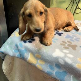 Mary - Red female Dachshund puppy in Hebron, Indiana from MCS Dachshunds