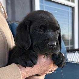 Oliver - Black male Labrador Retriever puppy in Maynardville, Tennessee from Three Bears Labradors