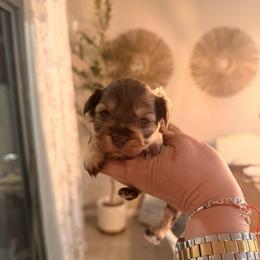 Mía - Liver female Miniature Schnauzer puppy in Orange City, Florida from Xaysha’s Miniature Schnauzers