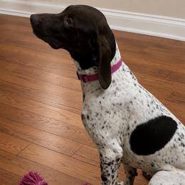 Kimber - German Shorthaired Pointer