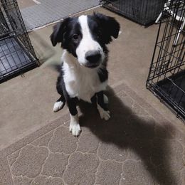 English Shepherd Puppies from Damato's English Shepherds
