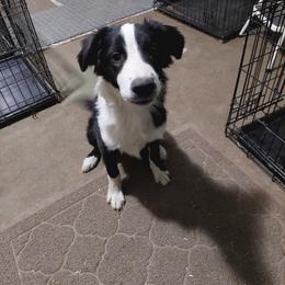 English Shepherd Puppies from Damato's English Shepherds
