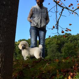 Poodle Puppies from D and D Standard Poodles