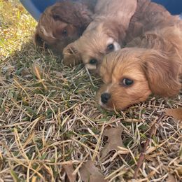Cavapoo and Shihpoo Puppies from Haus of Doodles