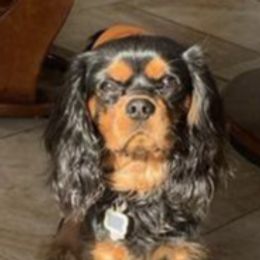 Cavalier King Charles Spaniels from West Michigan Cavaliers