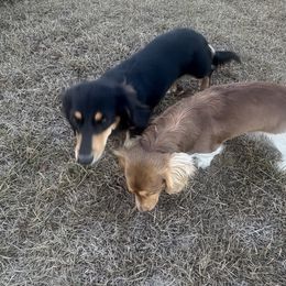 Dachshunds from Creek Life Mini Dachshunds