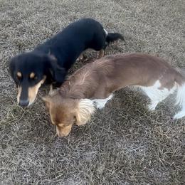 Dachshunds from Creek Life Mini Dachshunds