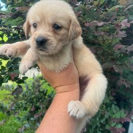 Teal collar - Golden female Golden Retriever puppy in Jesup, Georgia from Painted Platinum Retrievers (Painted Platinum Kennel) PPK