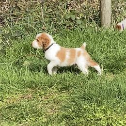 Brittany Puppies from Black River Brittany’s
