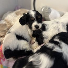 Cockapoo and Labrador Retriever Puppies from Kinkade Kennels