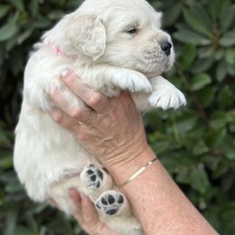Golden Retriever Puppies from Sanctuary Ranch Goldens