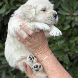 Golden Retriever Puppies from Sanctuary Ranch Goldens