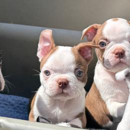 Teddy - Red male Boston Terrier puppy in Wildwood, Missouri from Belleville Bostons
