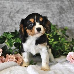 Joelle - Tri-color female Cavalier King Charles Spaniel puppy in San Jose, California from Alpine Breeze Cavaliers