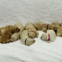 Goldendoodle puppies from Alpine Angel Puppies