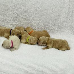 Goldendoodle puppies from Alpine Angel Puppies